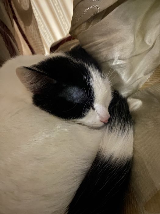 Отдам бесплатно