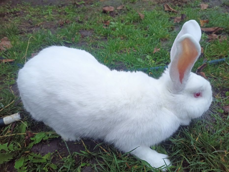 Продам кроликів. .