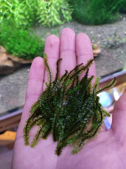 Distichophyllum Hookeriaceae sp. Rare Moss-rarytas Mech do akwarium