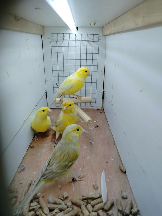 Kanarki samce młode