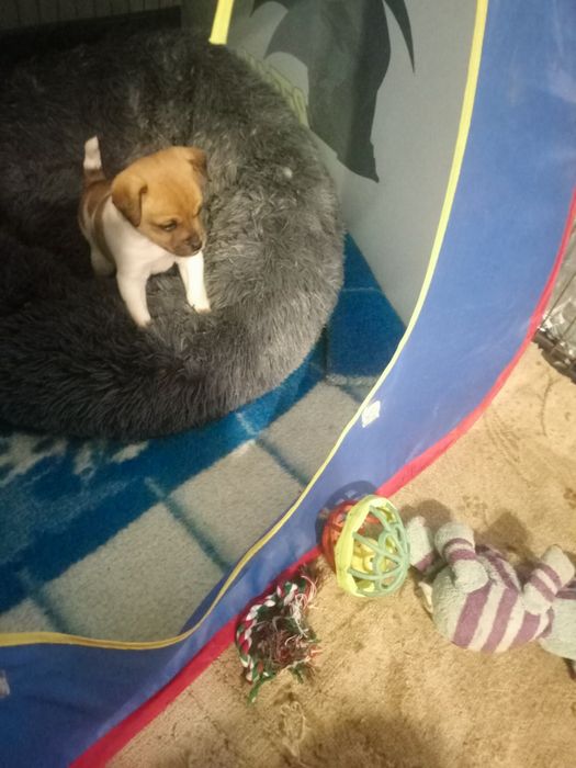 Чудова дівчинка чихуахуа