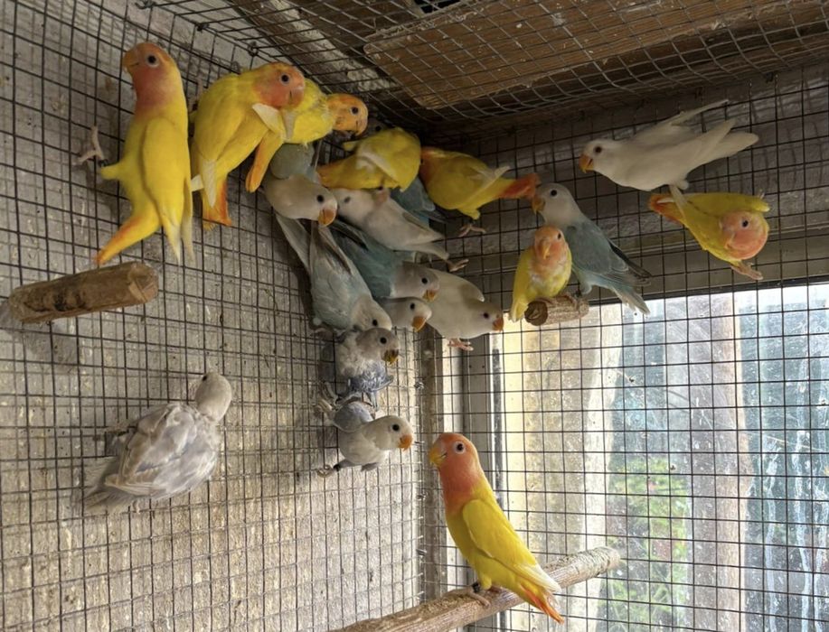 Agapornis Roseicollis 2025