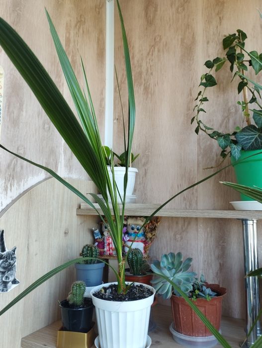 Продам кімнатні рослини. Фікус, пальми, цитрусові