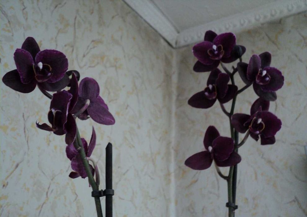 Черная орхидея 399 грн.