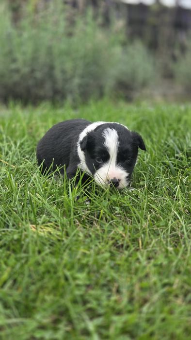 Border collie suczka czarno biała