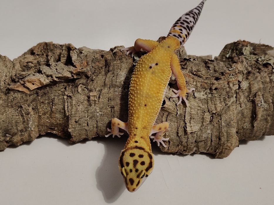 Gekony Eublefary Lamparcie Tangerine