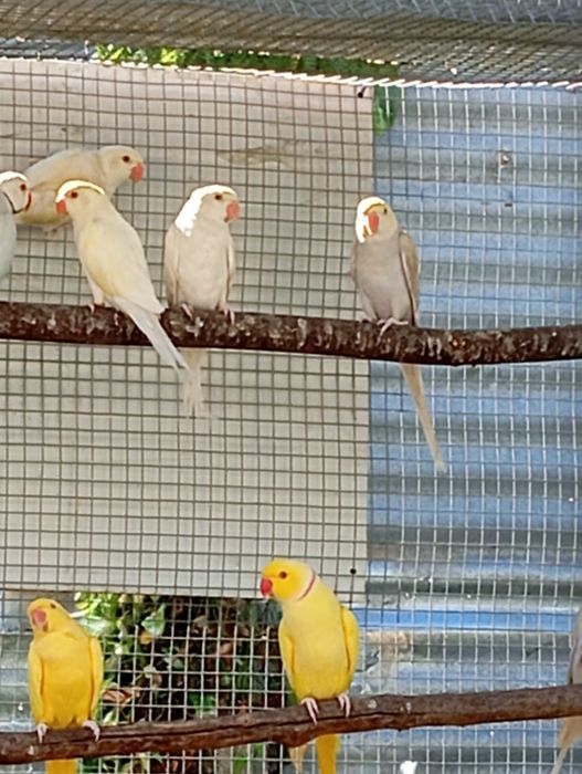 Ring necks 2025 para cedência