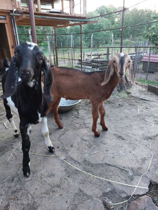 Продам англо-нубійських козенят