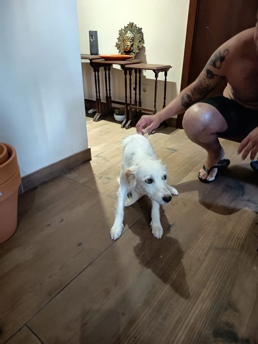 Filhote cão 6 meses