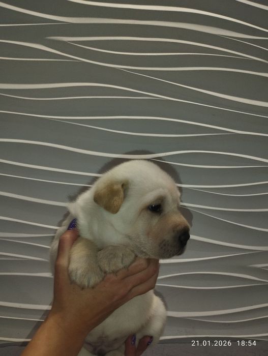 Метисы Шарпея белый мальчик  2 девочки