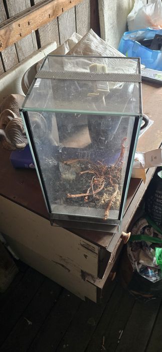 Terrarium, gilotyna