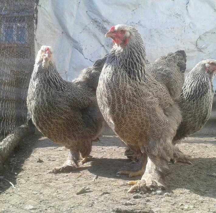 Продам инкубационное яйцо от кур породы Брама Тёмная