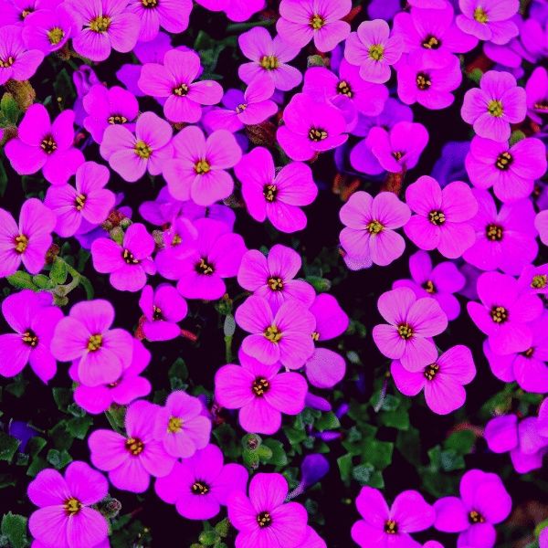 Żagwin wieloletni bylina dywan sadzonka okazja