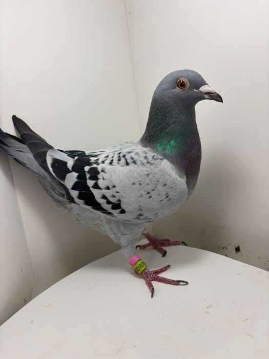 Gołębie pocztowe  z Rodowodem
