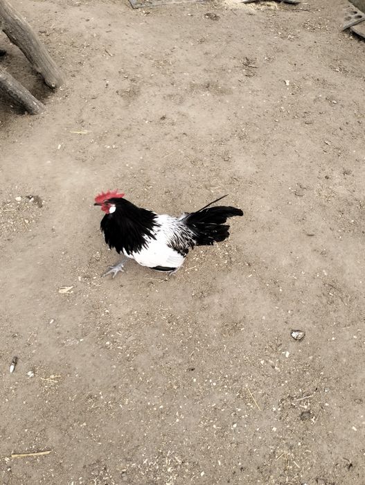 Jajka legowe Lakenfelder,