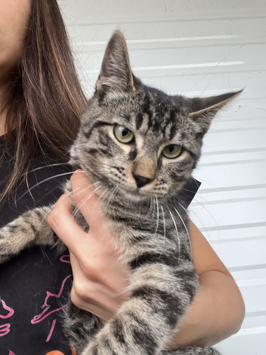 Oliver- Gatinho para Adoção