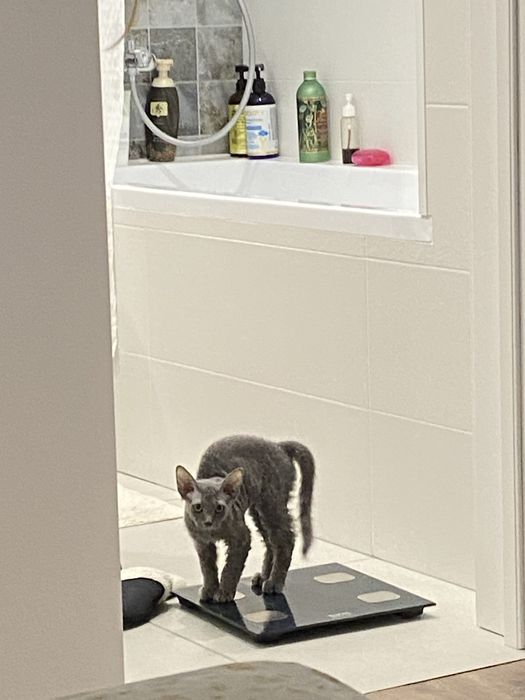 Прдається демогоргон