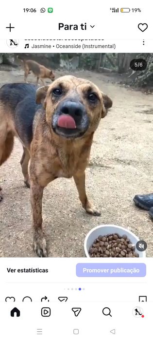 Chocolate para adoção