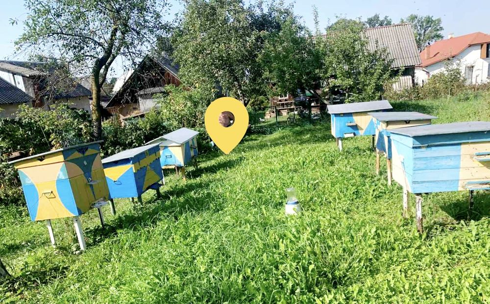 Вулики дерев'яні