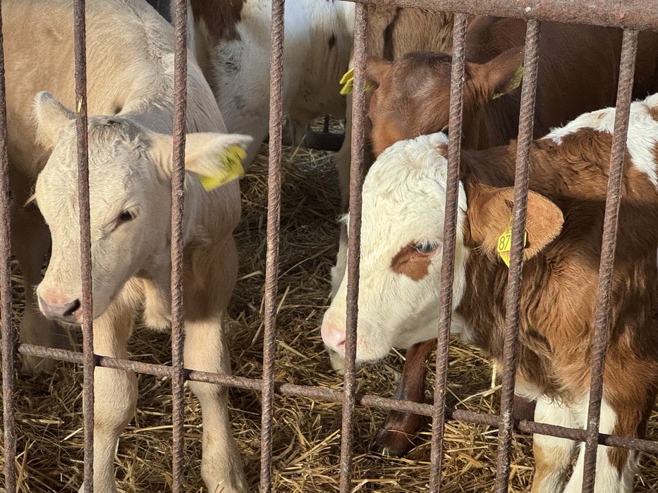 Cielęta mięsne świeża partia