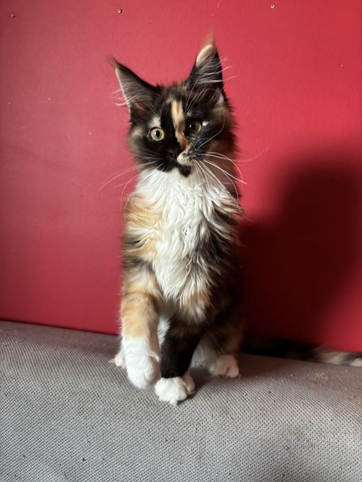 Kotka Maine coon z rodowodem FPL