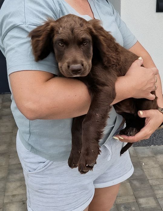 Szczeniak wachtelhund płochacz niemiecki
