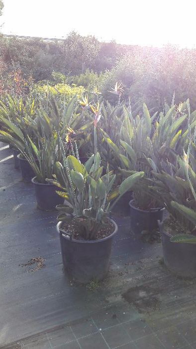 Vendo 30 strelitzia