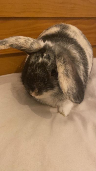 Coelhinho de 7 meses