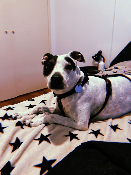 Pet nanny pet sitter passeios e cuidados