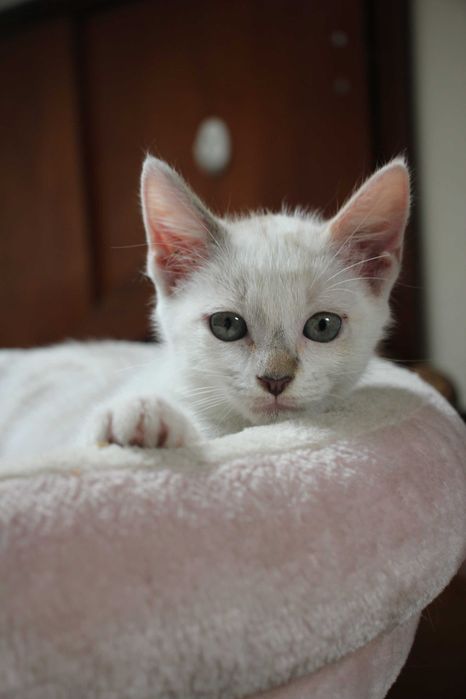 FÊMEA | Gatinha brincalhona disponível para Adoção Responsável