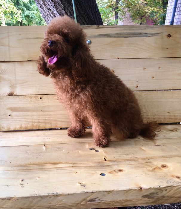 Той пудель рэдбраун готов жениться