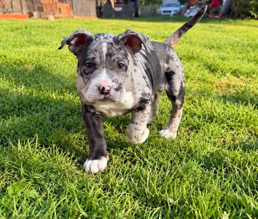 Gotowa do odbioru!!! Sunia Merle! American Staffordshire Terrier 2026 ***Złota Granda ***