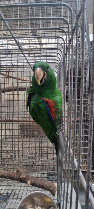 Papagaio ecleto macho