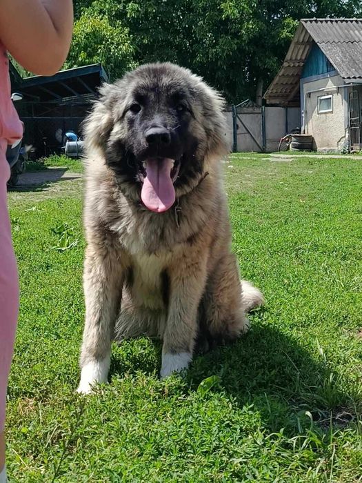 Дівчинка кавказької вівчарки.