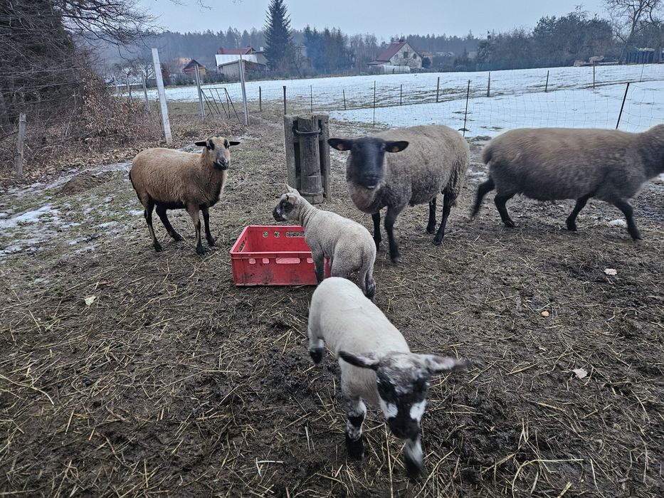 Sprzedam stado owiec