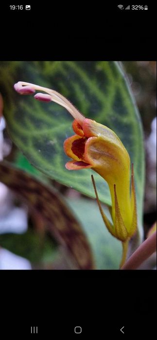 Эсхинантус мраморный укорененный