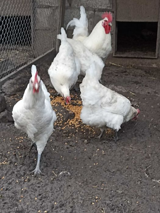 куры бресс гальский. яйцо инкубационное