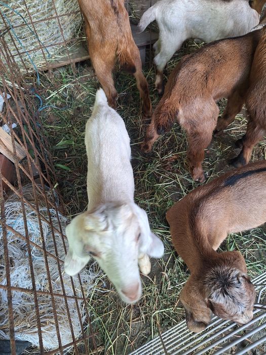 Cabras anglonubianas