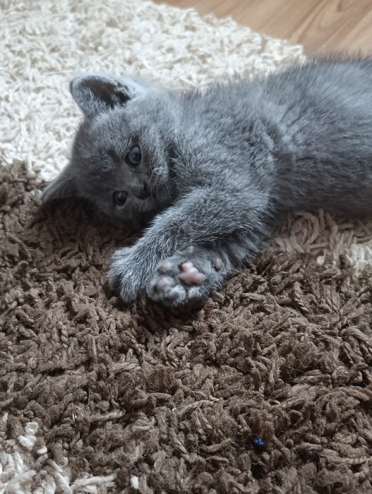 Продам котят Шотландских  вислоухих (скоттиш-фолд).