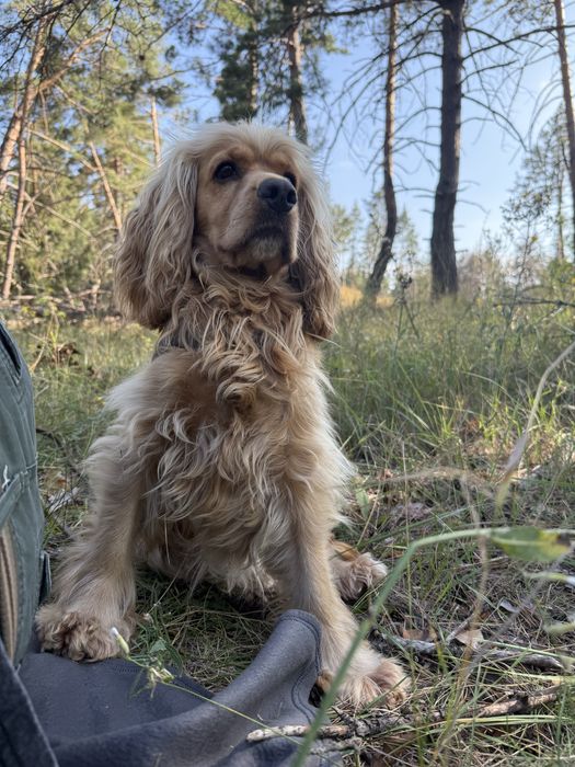 Вʼязка англійський кокер-спаніель