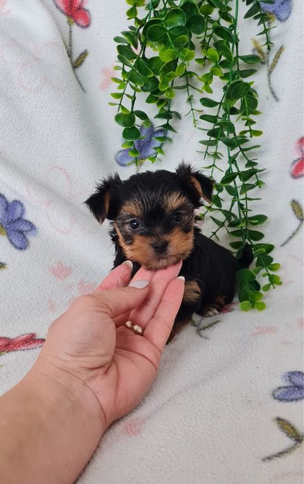 Estupendo menino Yorkshire Terrier mini de Qualidade