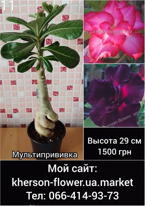 Аденіум щеплений King Blue Magenta