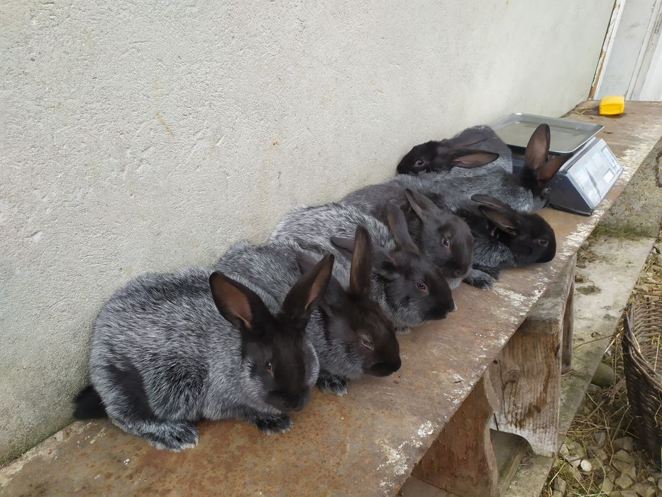 Продаю кролі Полтавське срібло