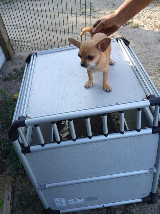 Chiuaua ou chihuahua