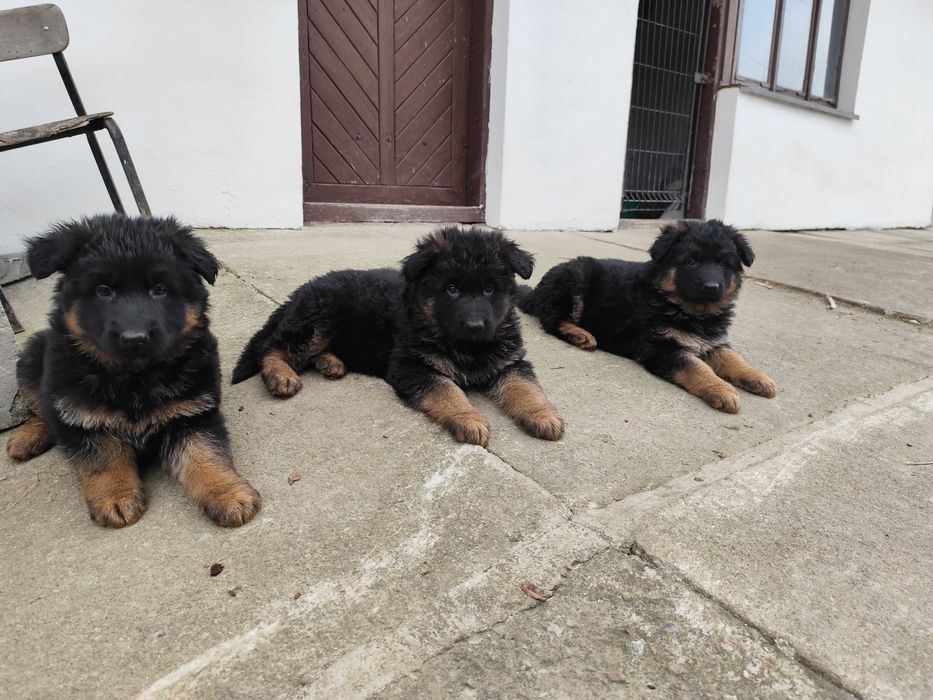 Owczarek niemiecki długowłosy z rodowodem