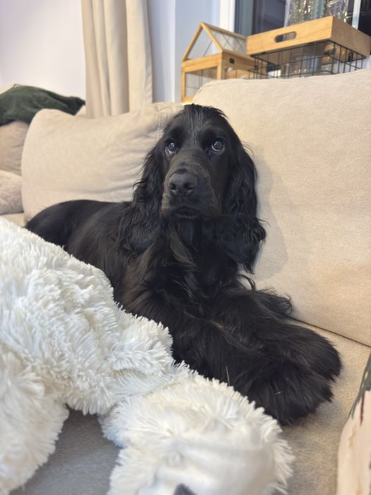 LUSIA Cocker Spaniel Angielski suczka REZERWACJA