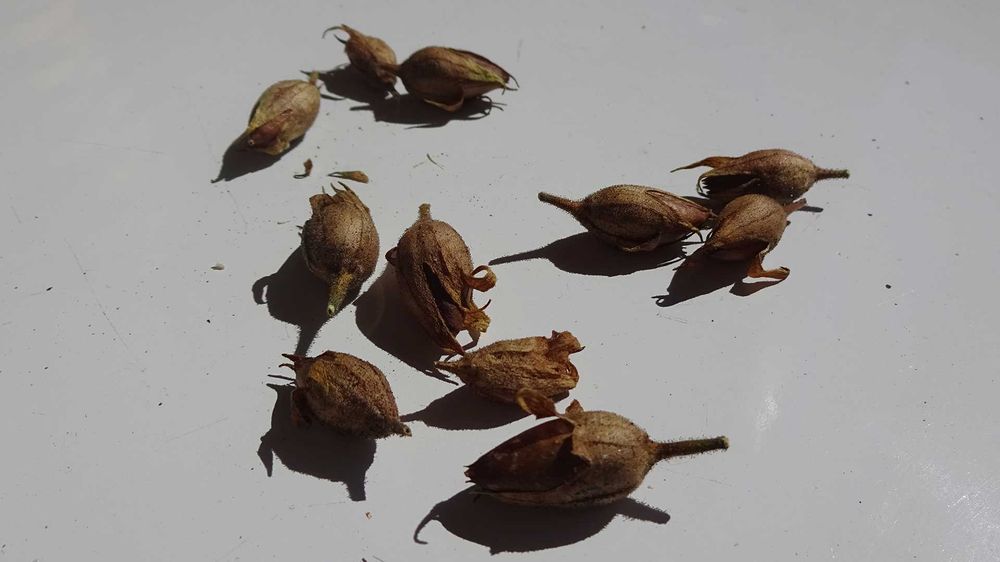 1000 Sementes Tabaco Virginia Gold Biológico Orgânico Natural Planta