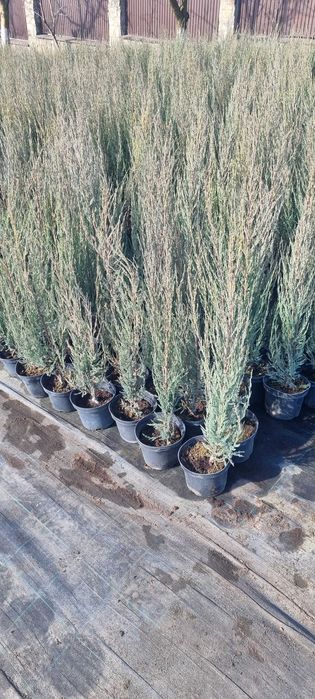 Ялівець Blue Arrow C2