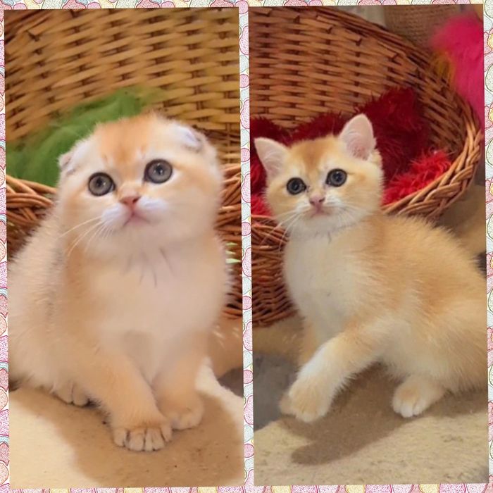 Девочки и мальчики золотая шиншилла