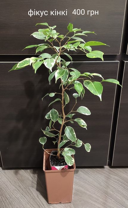 Комнатные декоративнолиственные растения